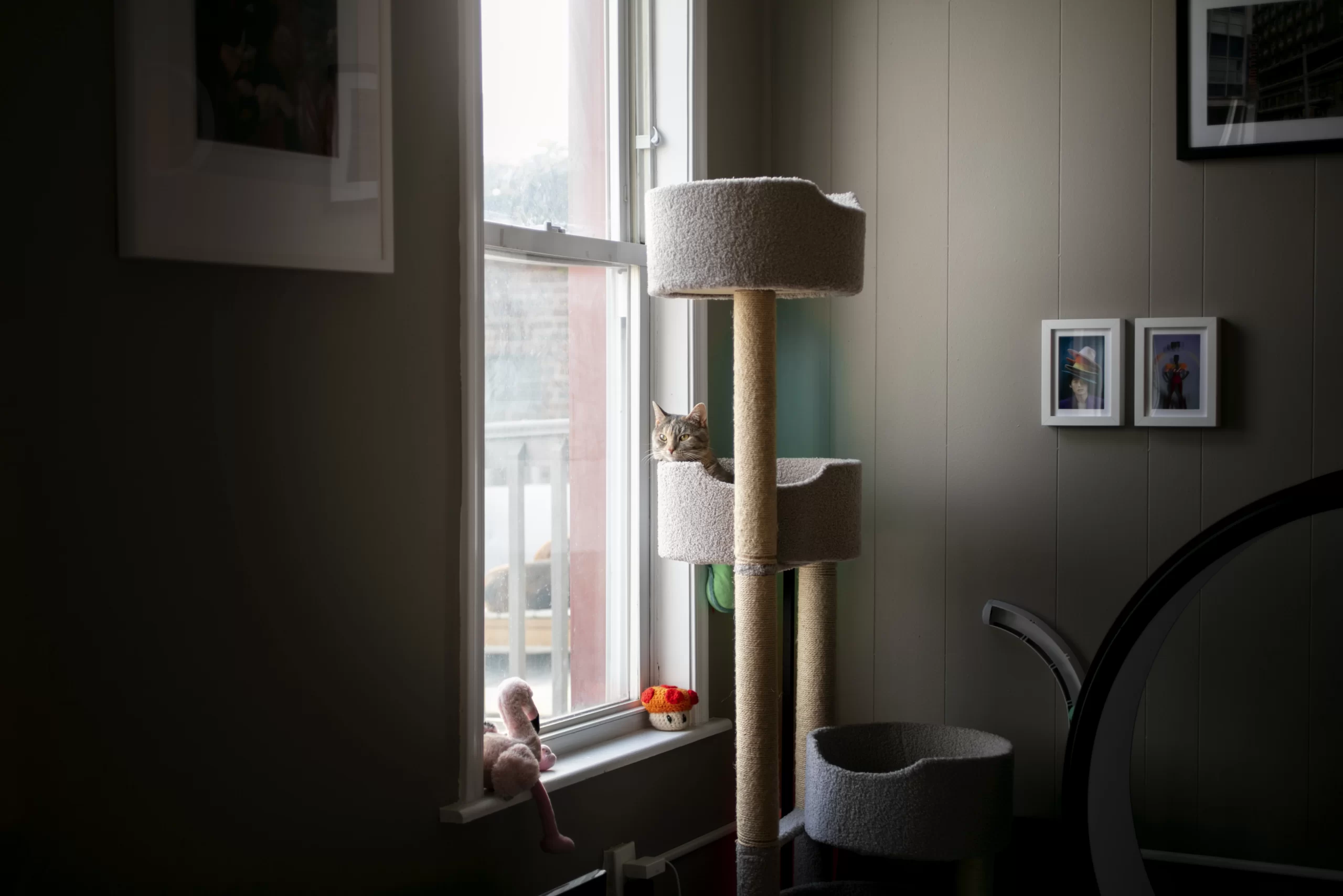 Signature Animale - Meubles sur mesure pour animaux