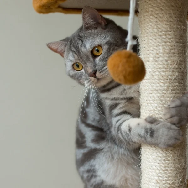 A gray cat perched on a scratching post, looking around with alert eyes.