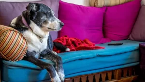 A dog sits on a sofa, covered with a soft, colorful blanket.