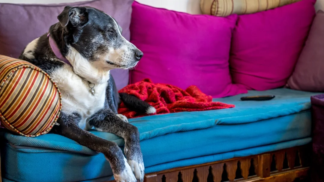 A dog sits on a sofa, covered with a soft, colorful blanket.